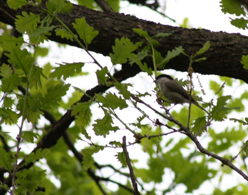 Poecile palustris?  S, ma...in compagnia